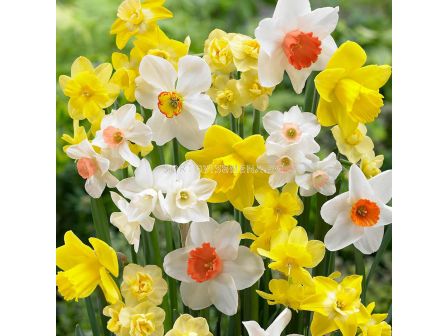 Нарциси ароматни микс/ Narcissus fragrant mixed - Пакет: 1 оп. - 25 бр.