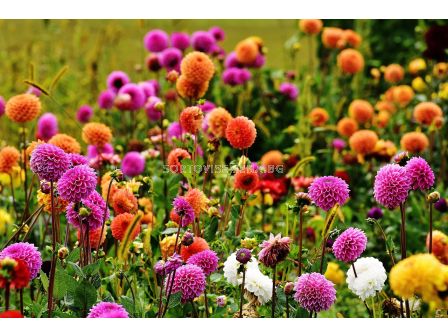 РАЗПРОДАЖБА НА ДАЛИИ - 5 БР. (МИКС) ЗА 12,80 ЛВ