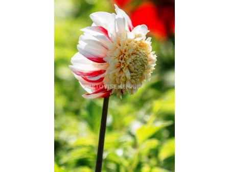 далия Anemone Flowering Bon Odori - 1бр - 1