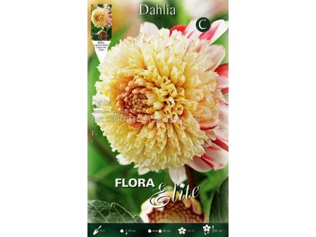 далия Anemone Flowering Bon Odori  - 2
