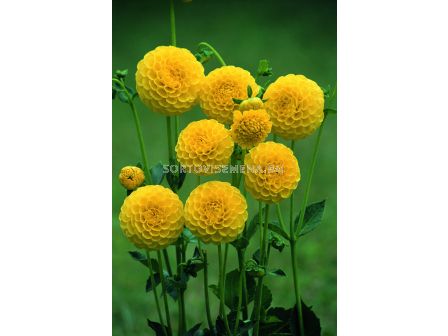 Далия (Dahlia) Pompon Deepest Yellow