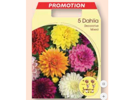 Далия декоративна микс / Dahlia decorative mixed / 1 оп ( 5 бр ) 	