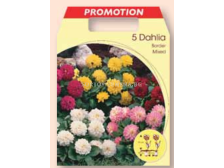 Далия ниска микс / Dahlia border mixed / 1 оп ( 5 бр )