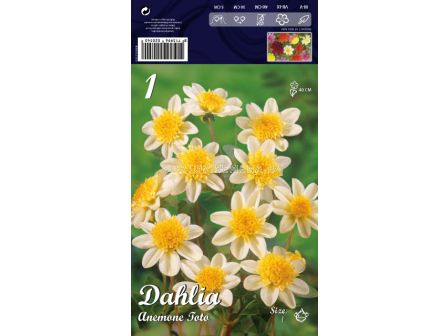 Далия (Dahlia) Anemone Toto (ниска)