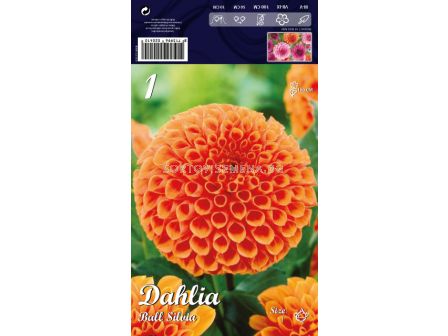 Далия Ball Silvia - Dahlia Ball Silvia