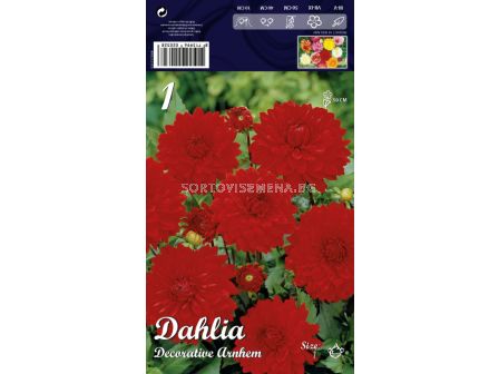 Далия (Dahlia) Decorative Arnhem (ниска)