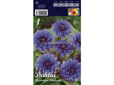 Далия (Dahlia) Decorative Bluesette (ниска)