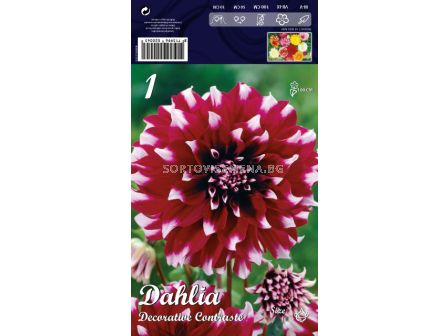 Далия (Dahlia) Decorative Contraste