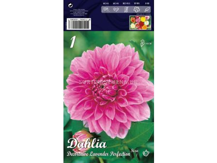 Далия (Dahlia) Decorative Lavender Perfection