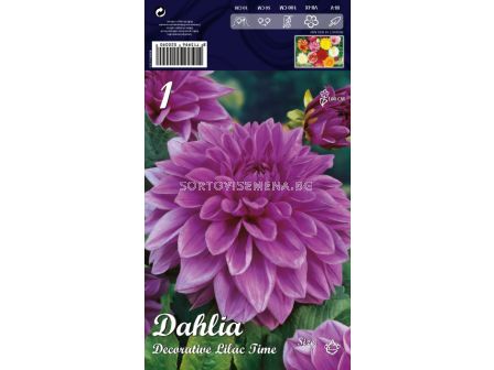 Далия (Dahlia) Decorative Lilac Time