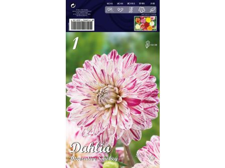 Далия (Dahlia) Decorative Smokey