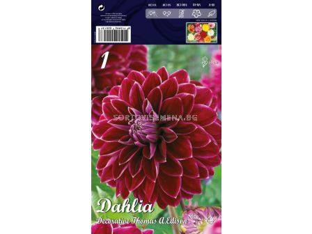 Далия (Dahlia) Decorative Thomas A.Edison