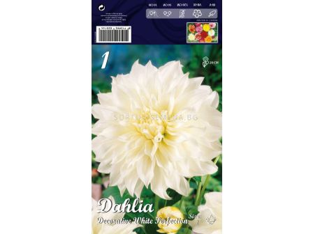 Далия (Dahlia) Decorative White Perfection