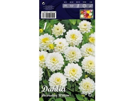 Далия (Dahlia) Decorative Wittem (ниска)