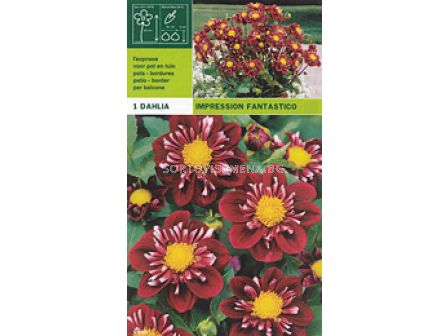 Далия ниска (Dahlia) Impression Fantastico