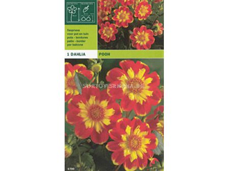 Далия ниска (Dahlia) Pooh