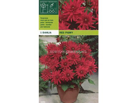 Далия ниска (Dahlia) Red Pigmy
