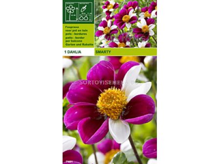 Далия ниска (Dahlia) Smarty