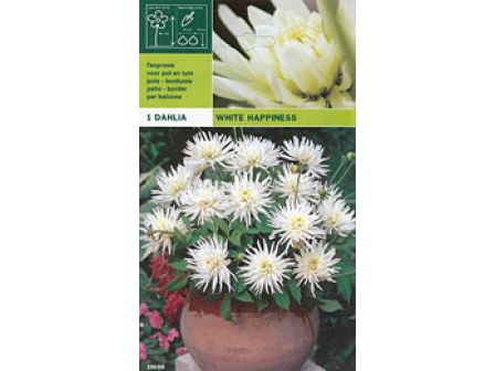 Далия ниска (Dahlia) White Happiness