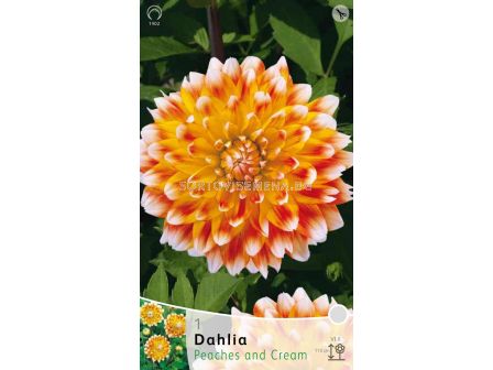 Далия (Dahlia) Peaches and Cream