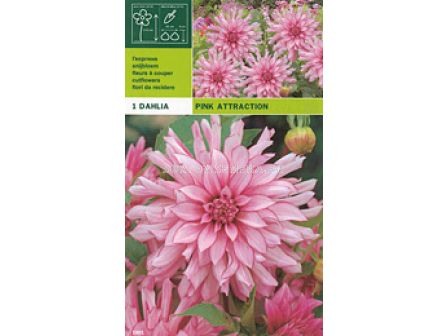 Далия (Dahlia) Pink Attraction