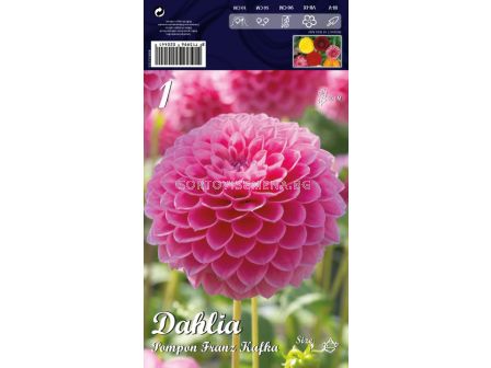 Далия (Dahlia) Pompon Franz Kafka