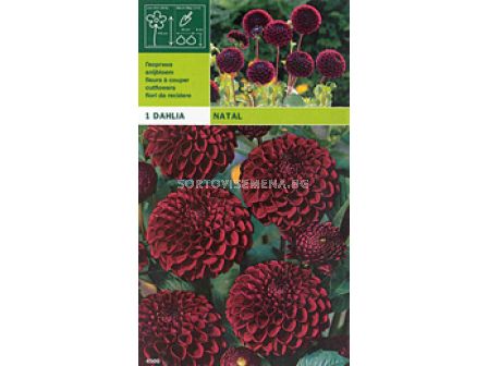 Далия (Dahlia) Pompon Natal
