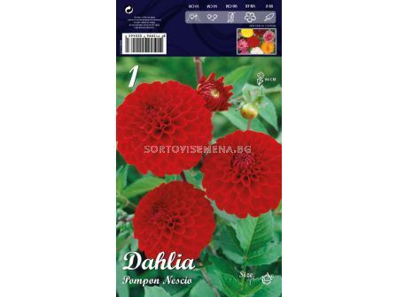 Далия (Dahlia) Pompon Nescio LSCH 