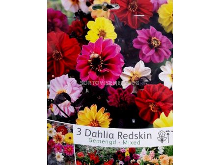 Далия Redskin Микс - Dahlia Redskin Mix - 1