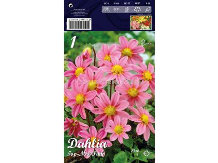 Далия (Dahlia) Top-Mix Pink (ниска) 