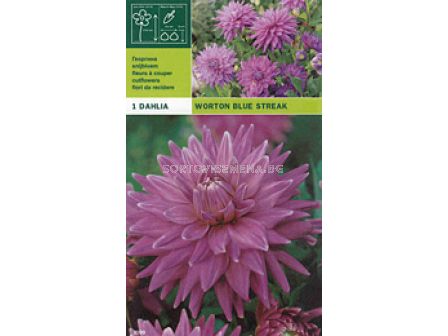 Далия (Dahlia) Worton Blue Streak