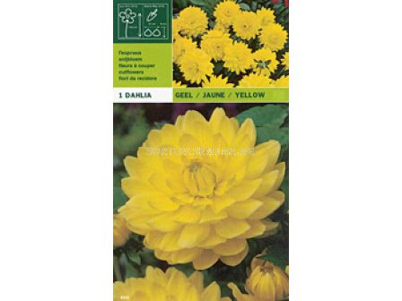 далия Yellow