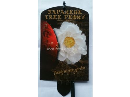 Дървовиден божур (Peony tree) Shimane-renkaku Wit - Бял  - 1