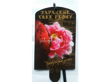 Дървовиден божур (Peony tree) Yaezakura Lichtrose -Светло розов