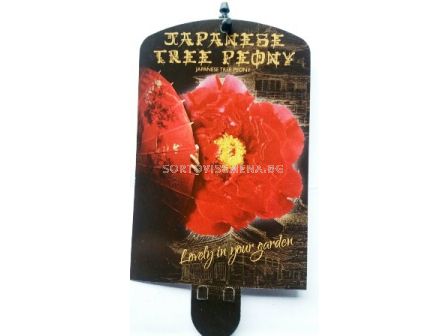 Дървовиден божур (Peony tree) Kinkaden  Donkerrood - Тъмно червен