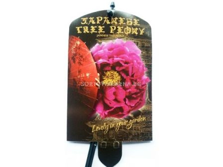 Дървовиден божур (Peony tree) Shimadijin  Paars - Виолетов - 2