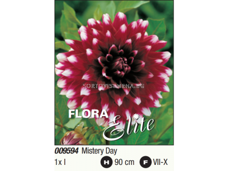 Далия декоративна Mystery Day/ Dahlia decorative - 1 бр.