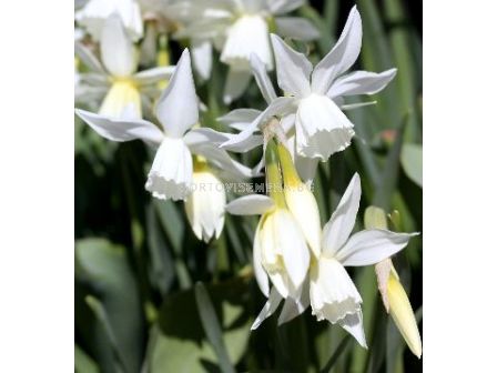 Нарцис Triandrus Thalia - 1бр