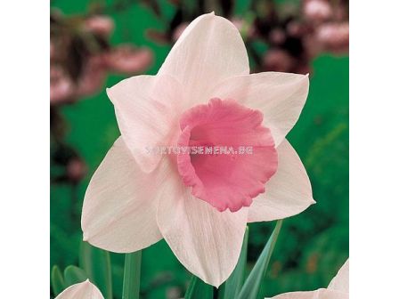 Нарцис Pink Pride