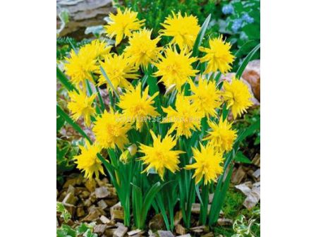 Нарцис Species Rip van Winkle - 1бр