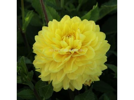 Далия American Sun - 1 корен