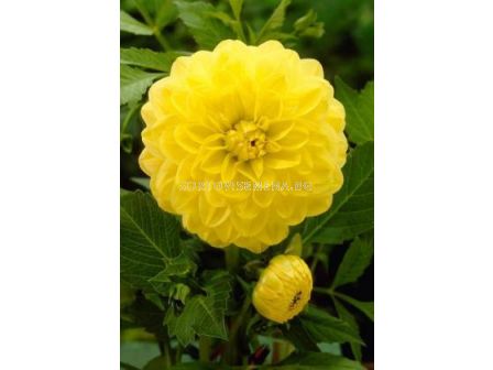 далия Decorative Glorie van Heemstede - 1бр - sortovisemena.bg далия Decorative Glorie van Heemstede - 1бр