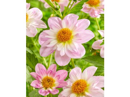 Далия collarette Teesbrook Audrey - 1 бр. - 1