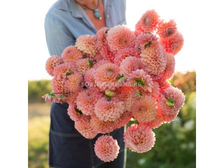 Далия Jowey Nicky/ 1 корен - sortovisemena.bg Далия Jowey Nicky/ 1 корен