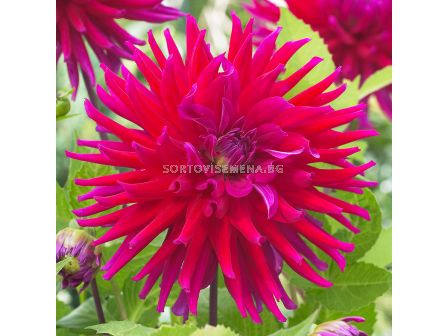 Далия Orfeo/ 1 корен