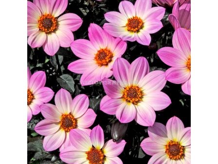 Далия Happy Days Pink -1 корен