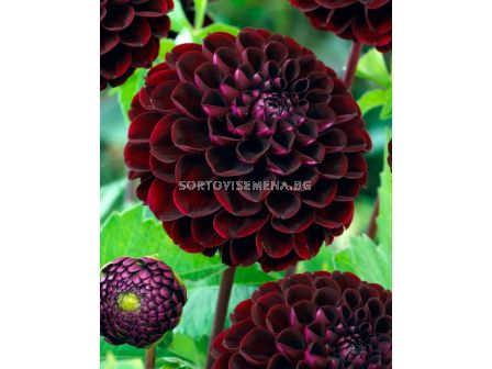 Далия Dark Spirit - 1 корен