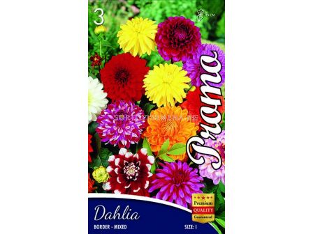 Далия (Dahlia) Border Mix - ниски