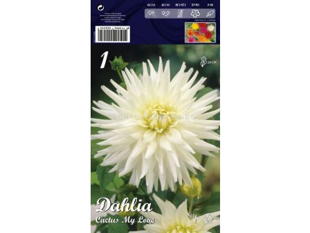 Далия Cactus My Love - Dahlia Cactus My Love