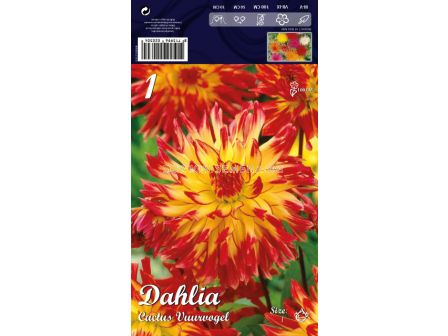 Далия Cactus Vuurvogel - Dahlia Cactus Vuurvogel